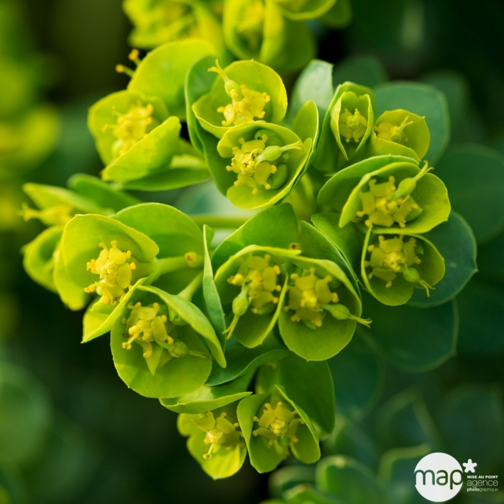 Euphorbe faux-myrte : godet vert