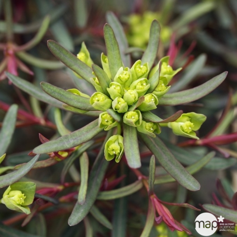 Euphorbe Fen's Ruby : godet rouge
