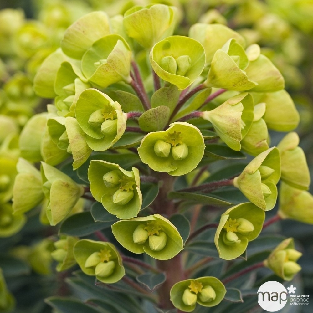 Euphorbe Redwing® : godet rouge