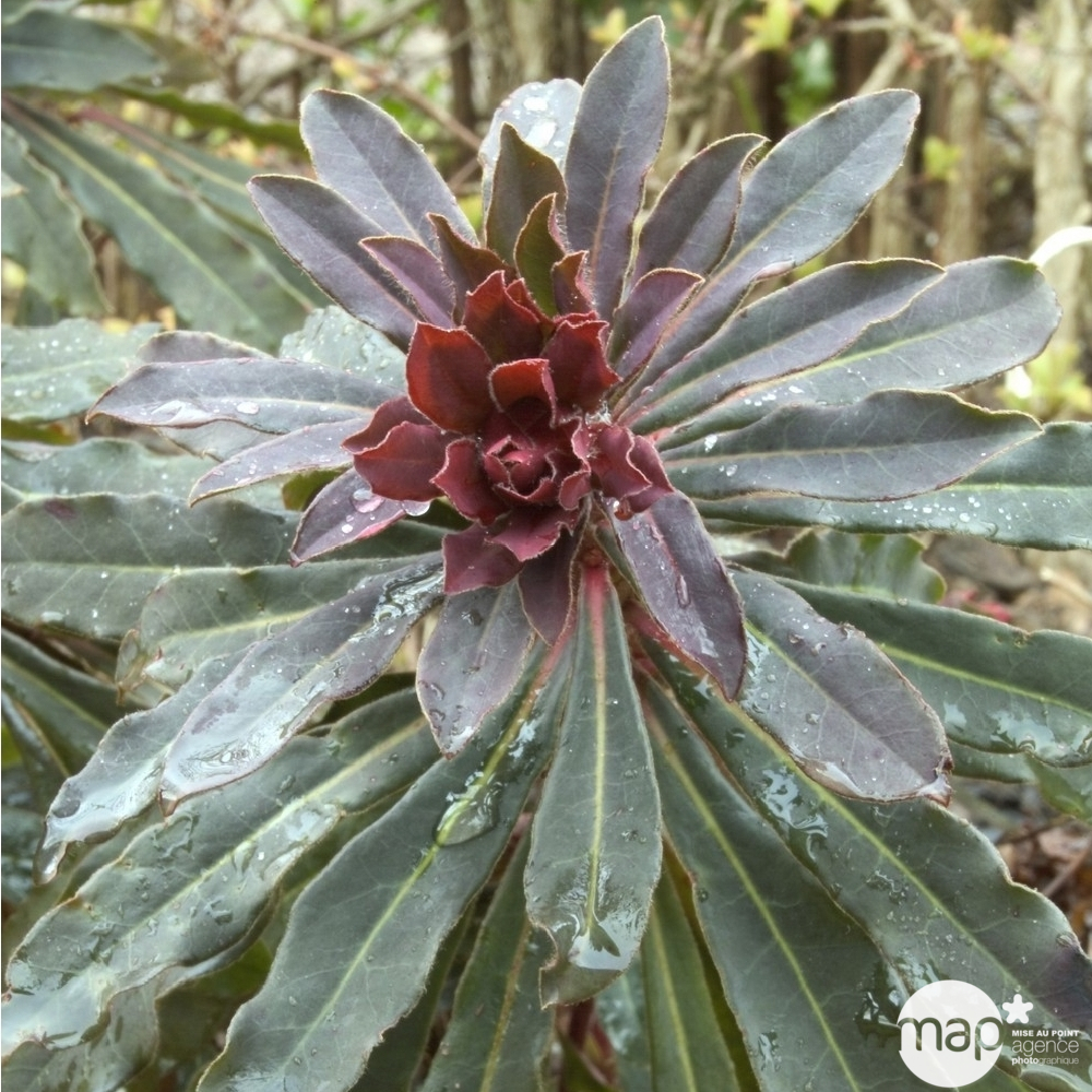 Euphorbe-amandier pourpre : godet rouge