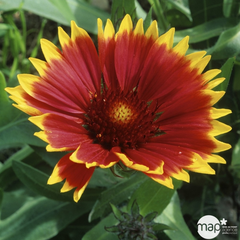 Gaillarde Royale : godet vert
