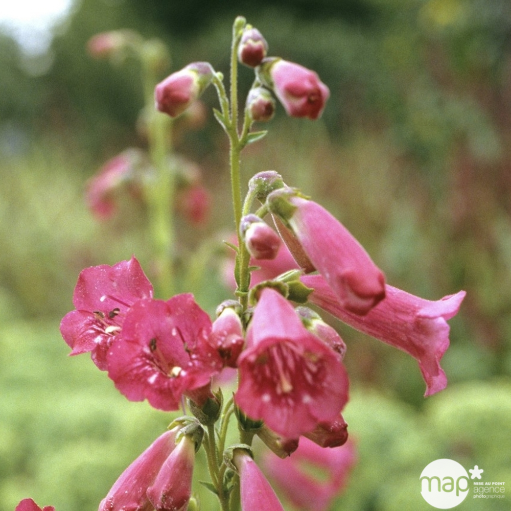 Galane Apple Blossom : godet vert