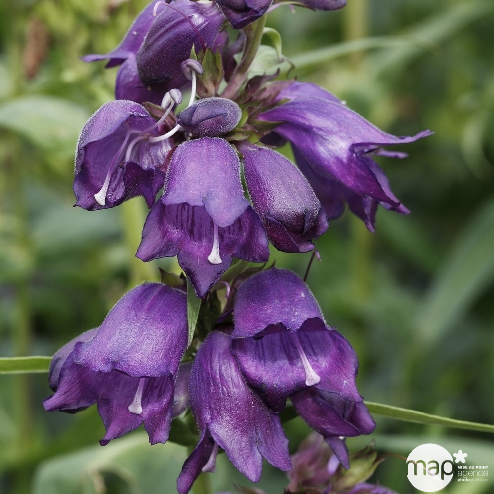 Galane Purple Passion : godet vert