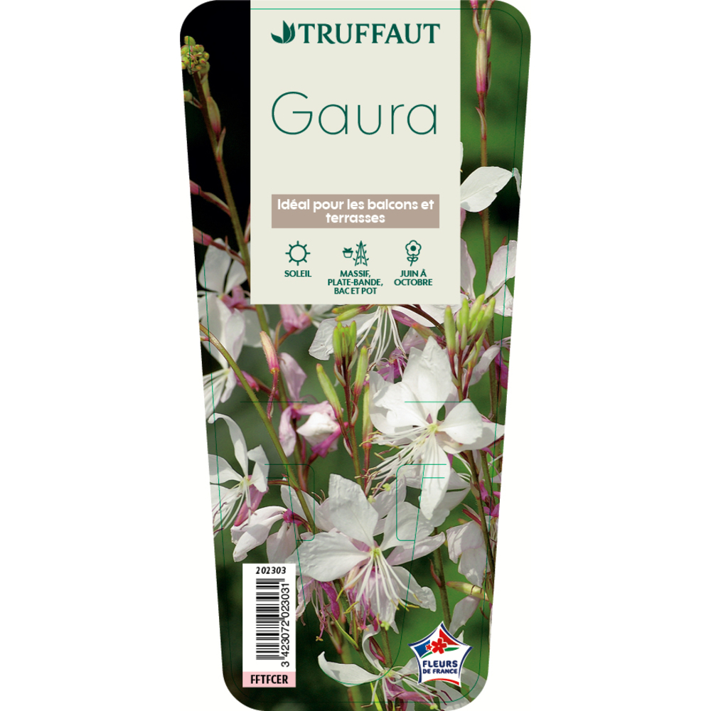 Gaura lindheimeri: port Ã©rigÃ© en godet