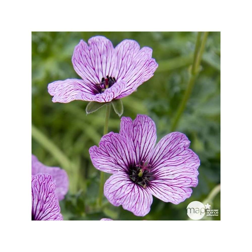 Géranium vivace Ballerina : godet vert