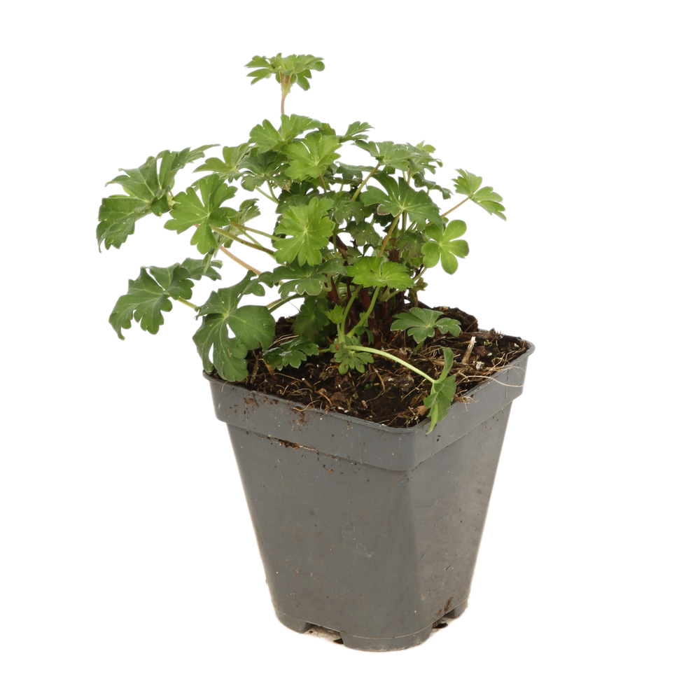 Géranium vivace Biokovo : godet vert