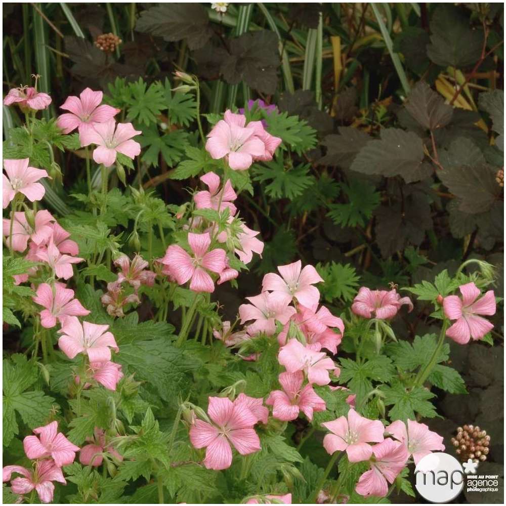 Géranium vivace Bressingham : godet rouge