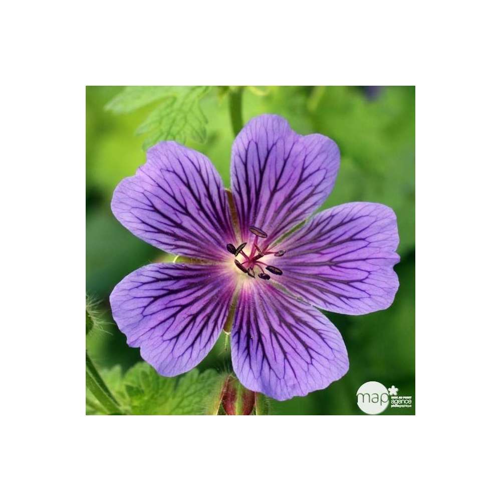 Géranium vivace magnificum : godet rouge