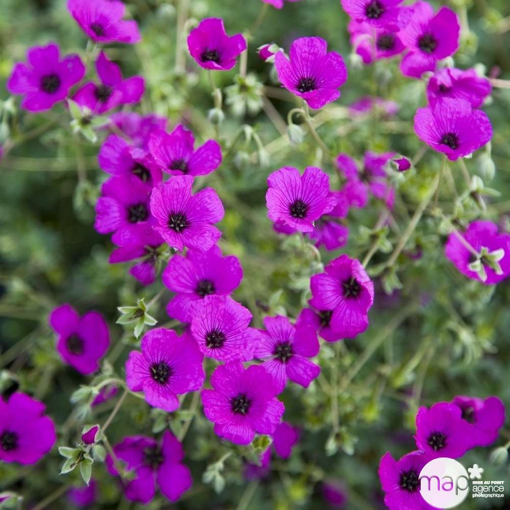 Géranium vivace subcaulescens : godet rouge