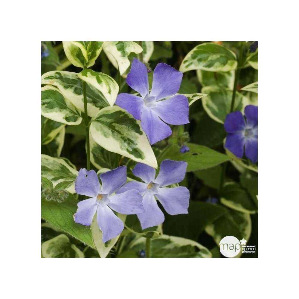 Pervenche grande panachée: godet vert