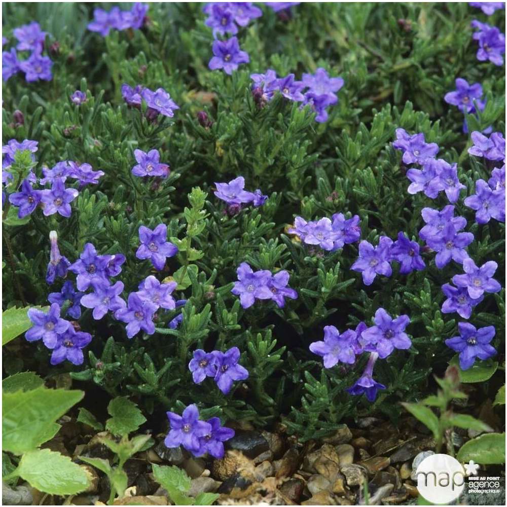 Gremil diffusa Heavenly Blue : godet rouge