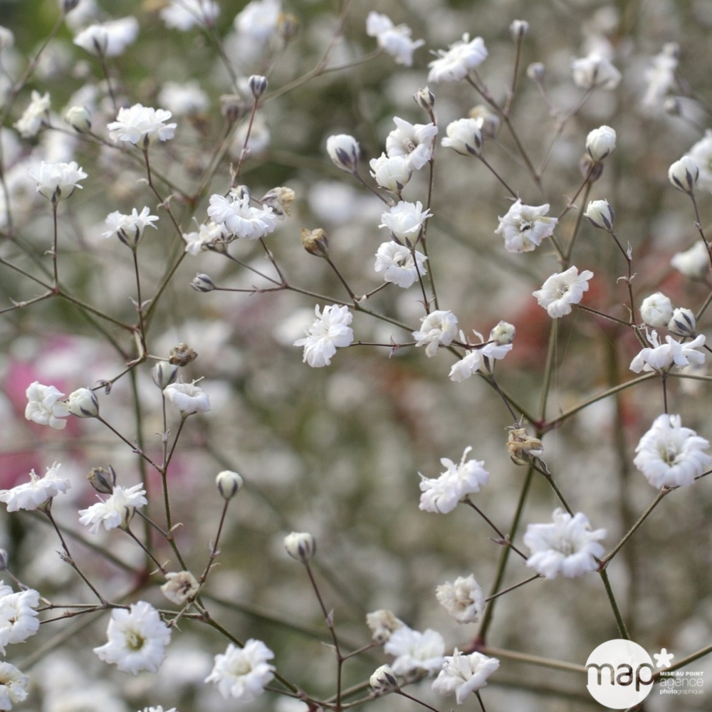 Gypsophile Bristol Fairy : godet rouge