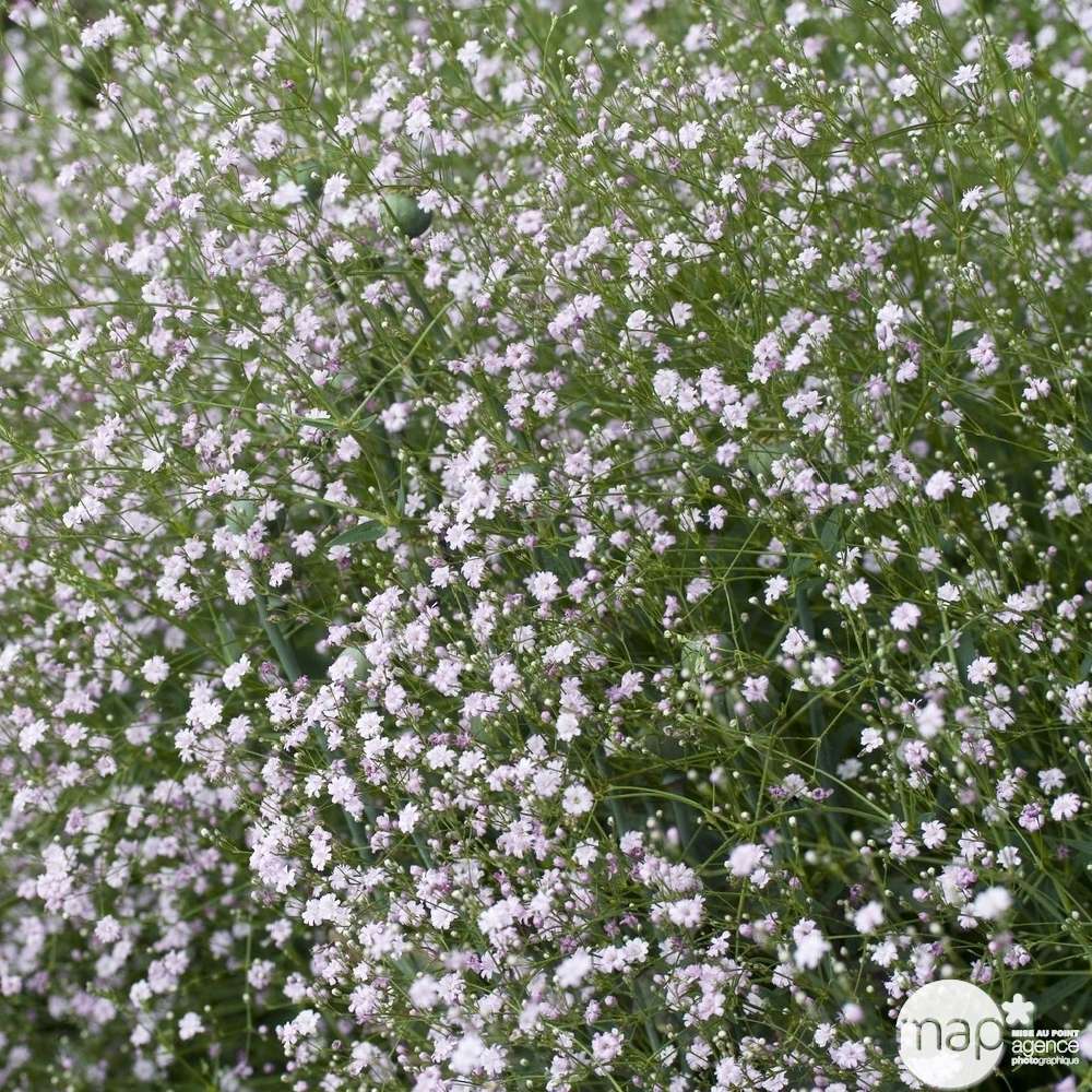 Gypsophile Flamingo : godet rouge