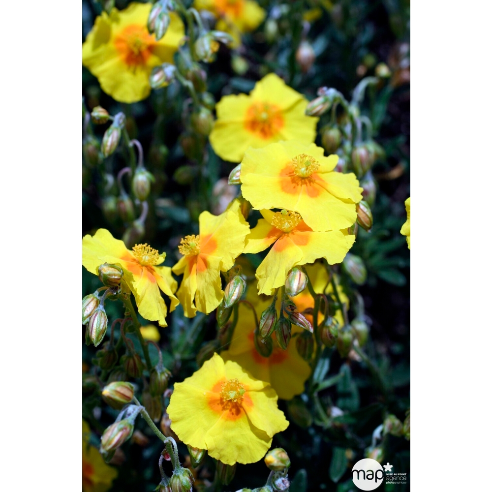 Hélianthème Ben Fahda : godet