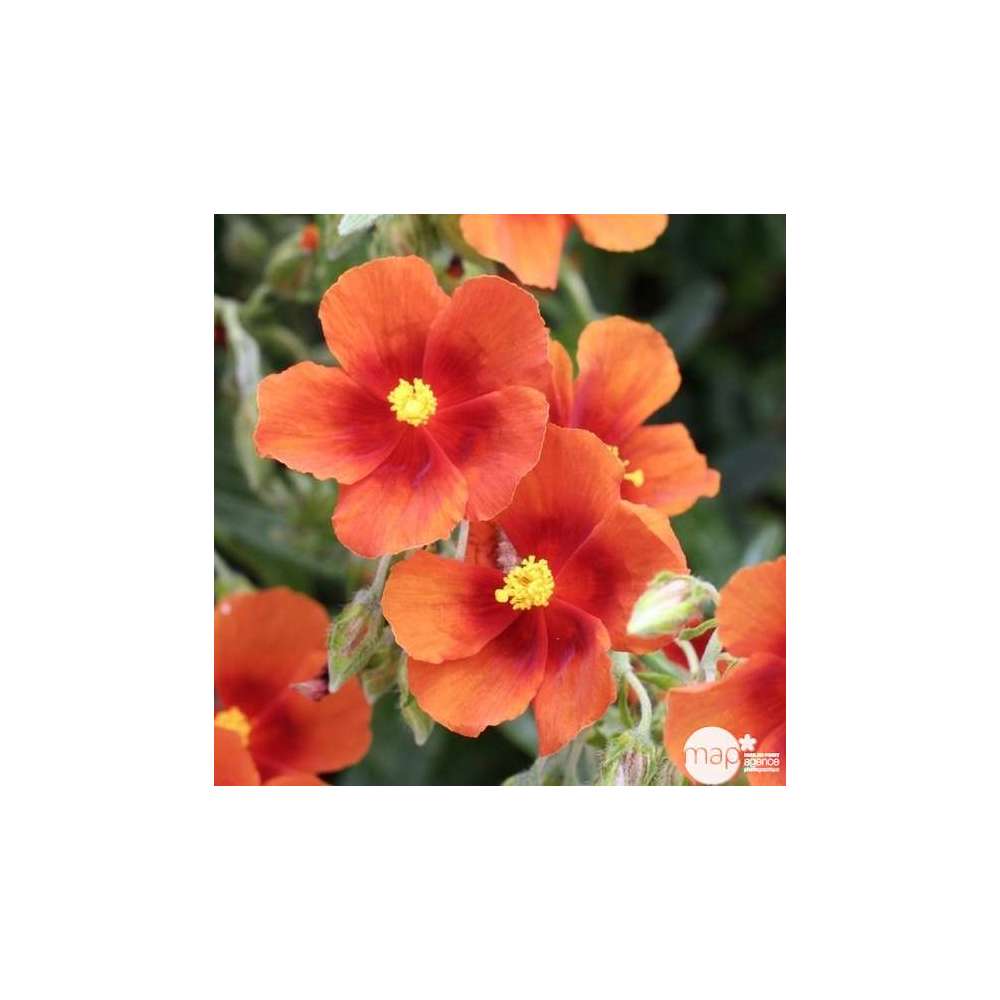 Hélianthème Ben Heckla : godet