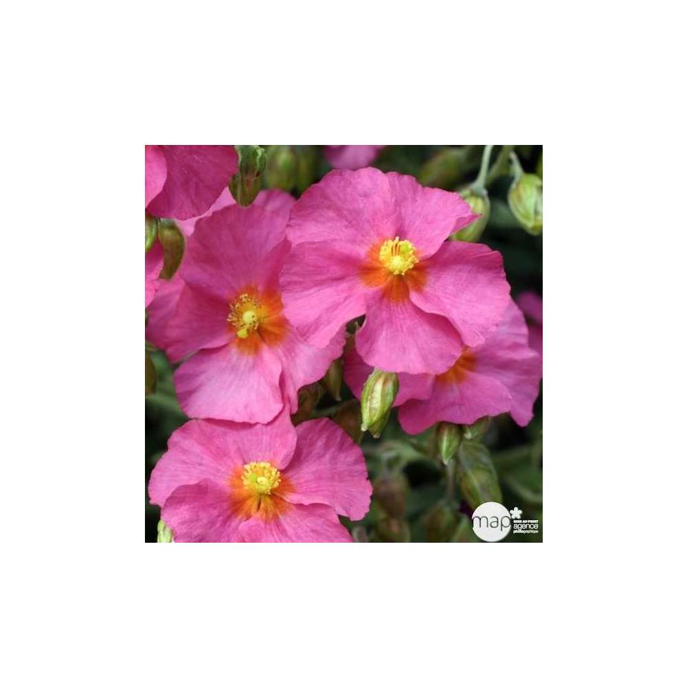 Hélianthème Ben Hope : godet