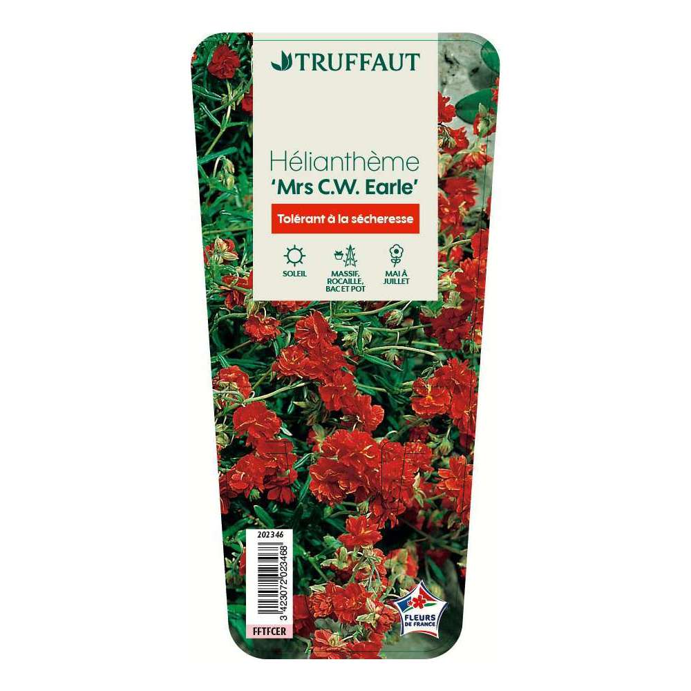 Hélianthème Mrs C.W. Earle : godet