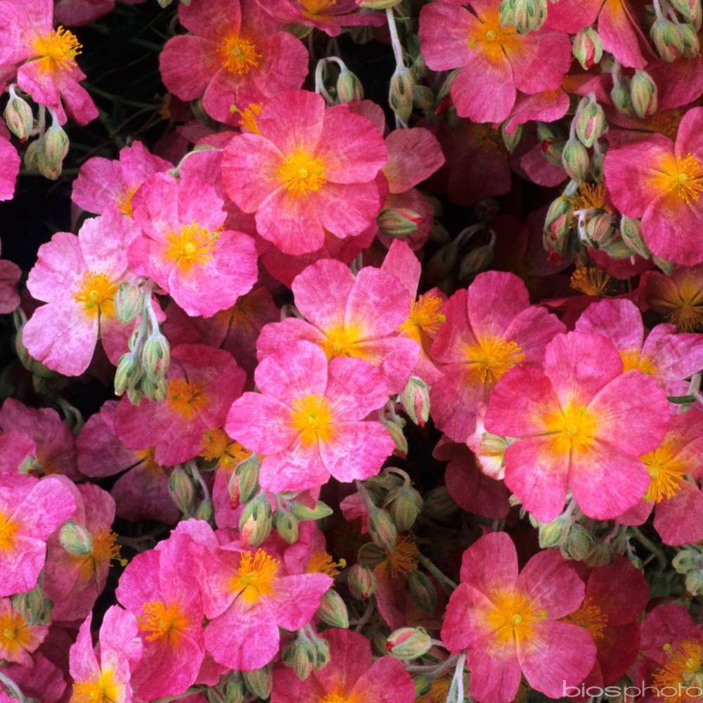 Hélianthème Rhodanthe Carneum : godet