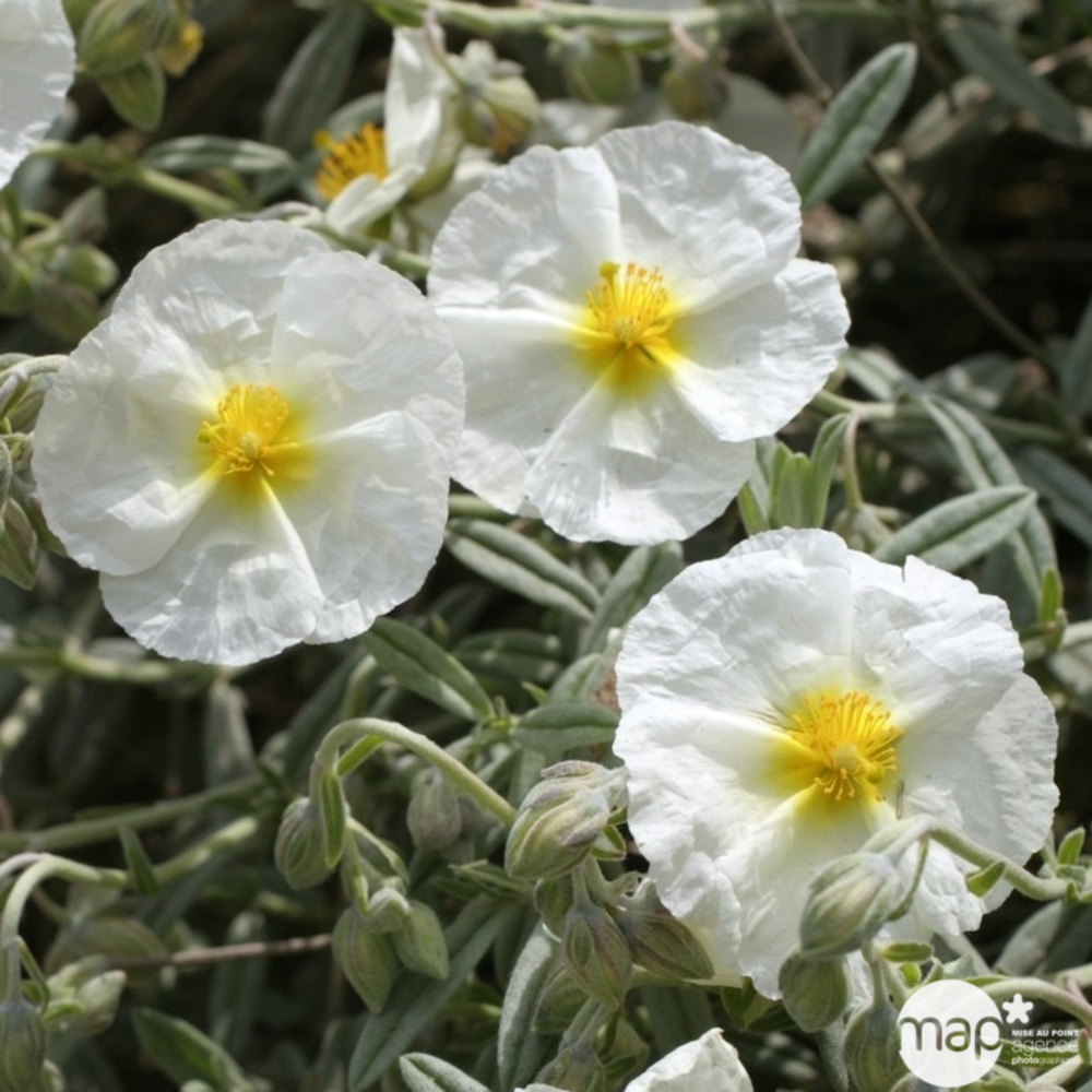 Hélianthème The Bride : godet