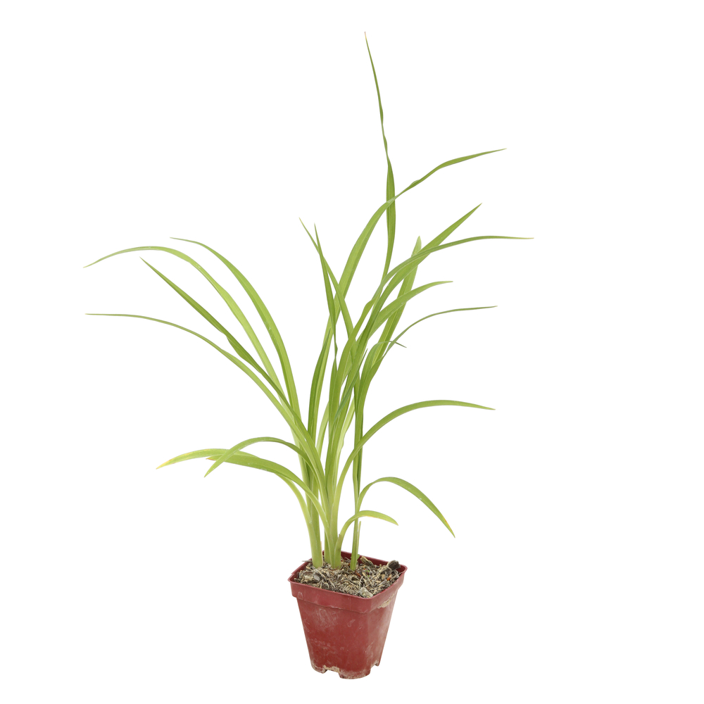 HÃ©mÃ©rocalle aten : en godet