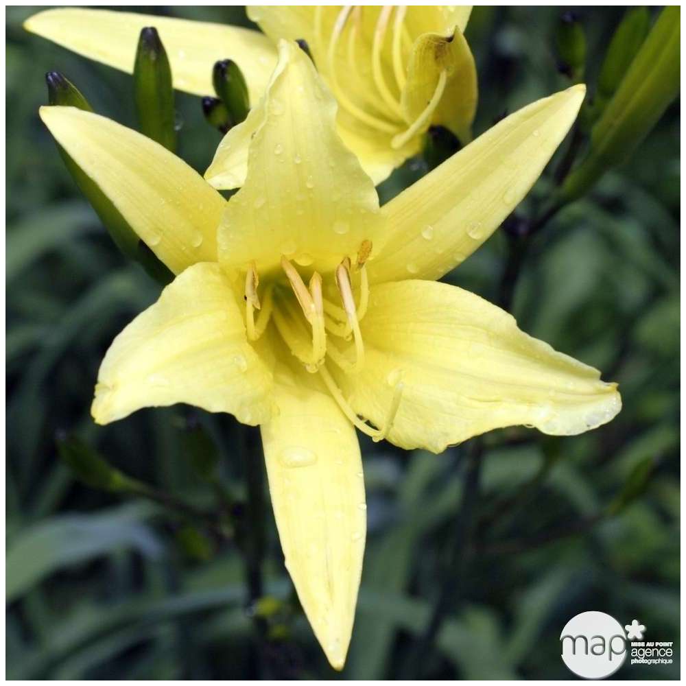 Hémérocalle citron : godet rouge