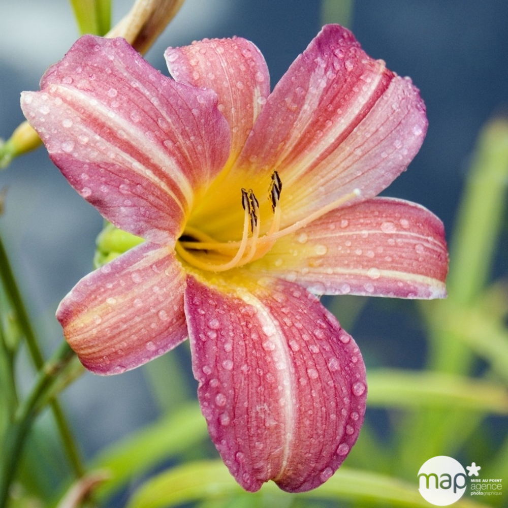 Hémérocalle Pink Damask : godet rouge