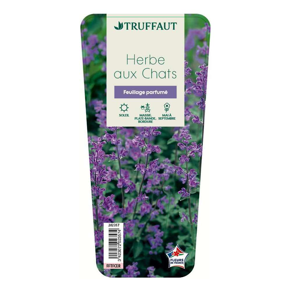 Herbe A Chats Godet Truffaut