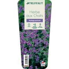 Herbe A Chats Godet Truffaut Herbe A Chats Godet Truffaut