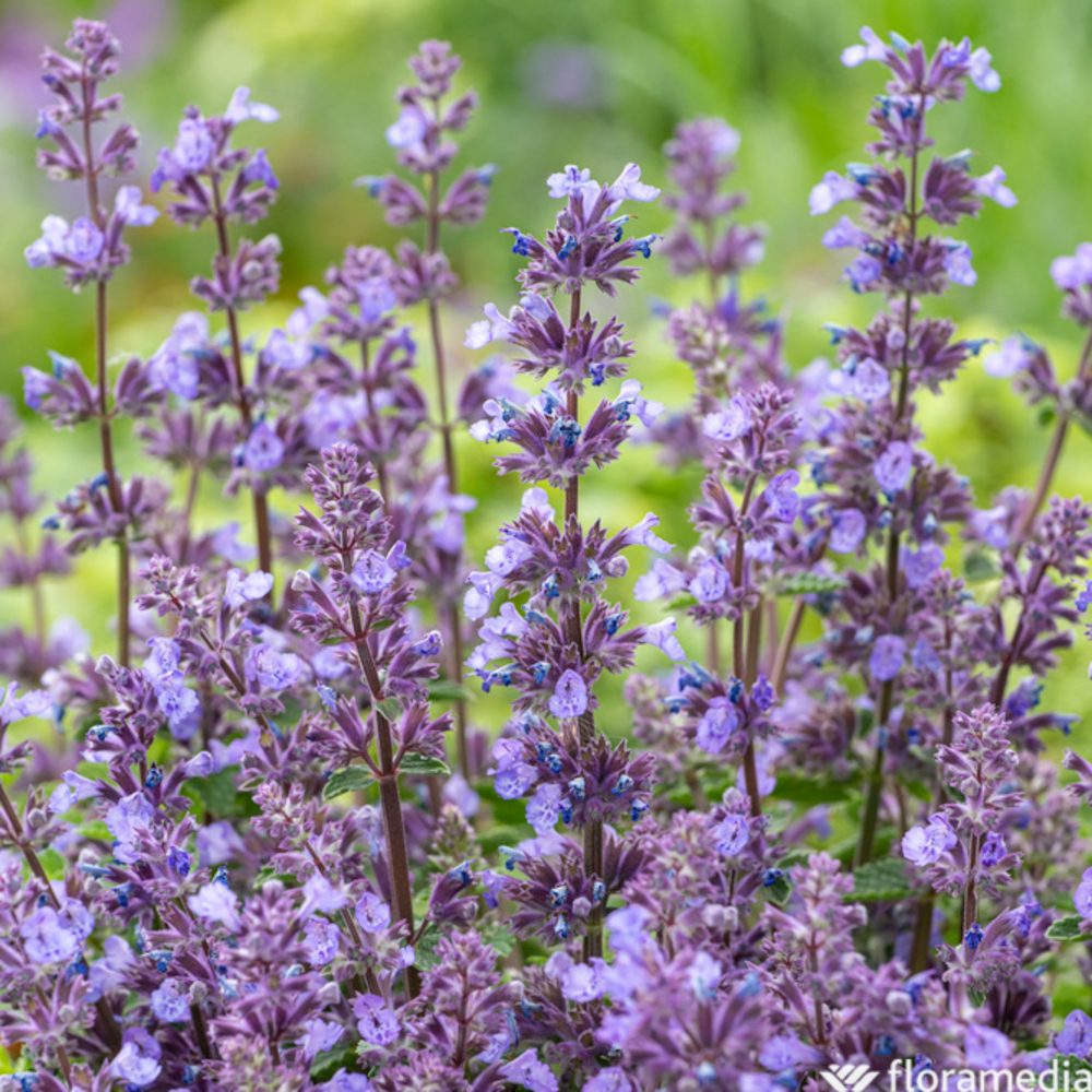 Herbe Ã  chatsÂ : godet