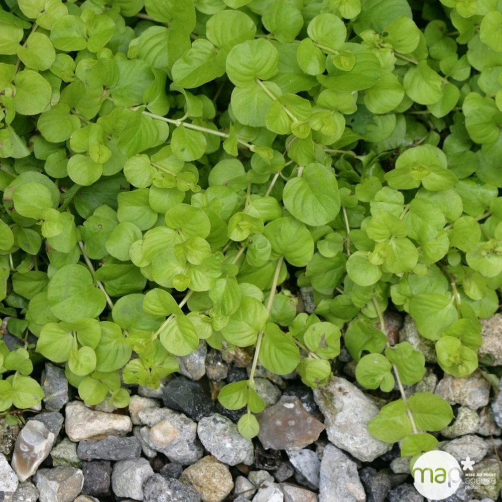 Herbe aux écus : godet