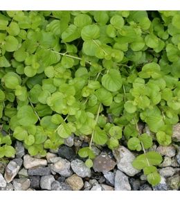 Herbe aux écus : godet