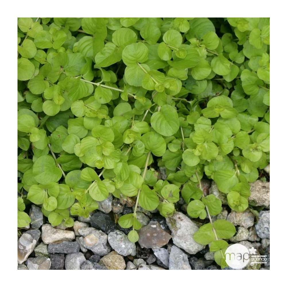 Herbe aux écus dorée : godet