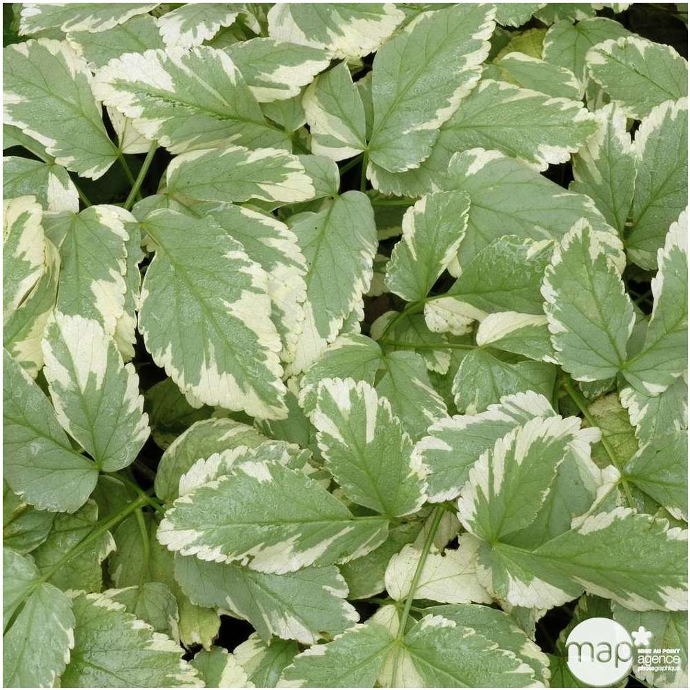 Herbe aux goutteux : godet