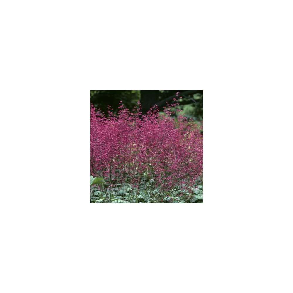 Heuchère Pluie de Feu : godet