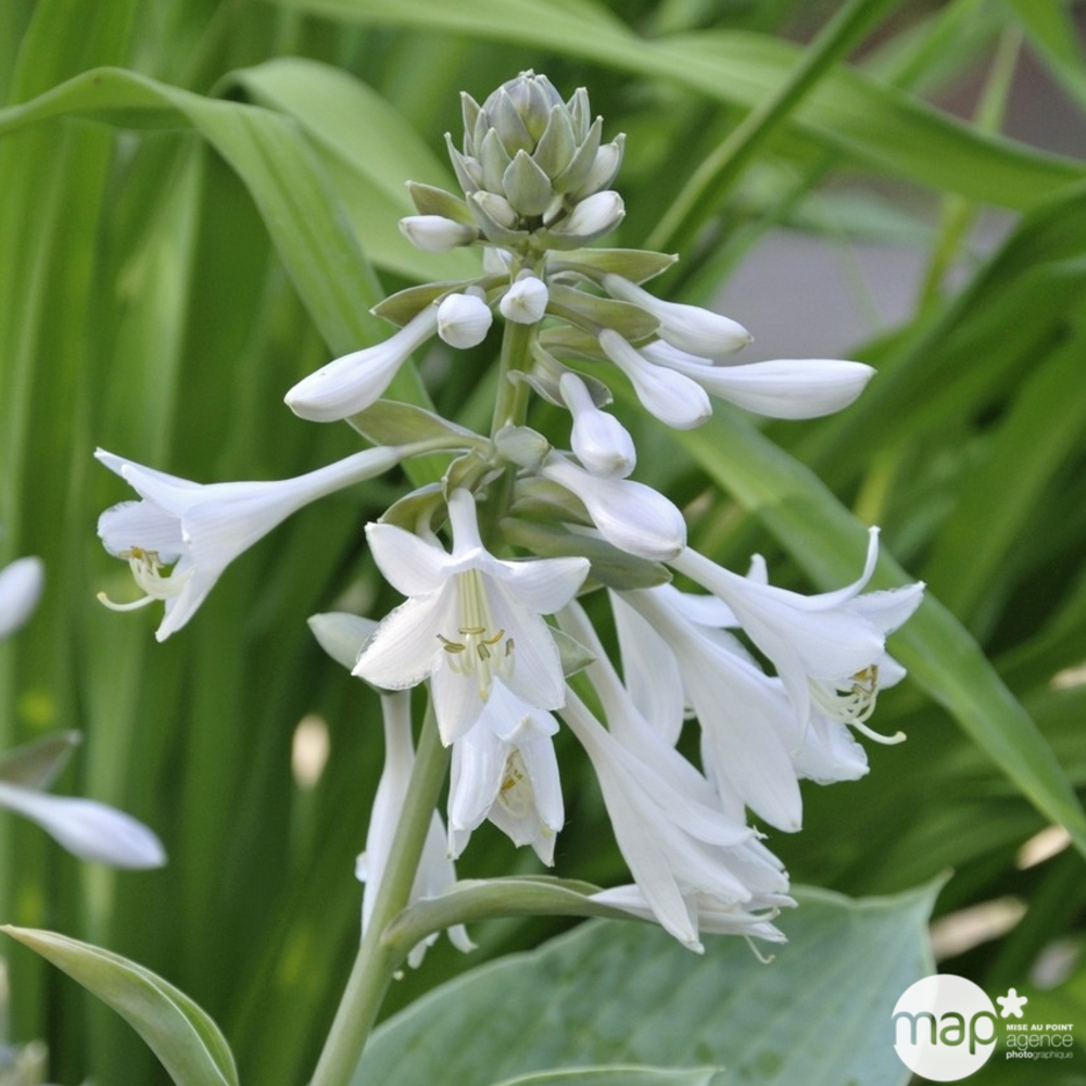Hosta Elegans : godet rouge