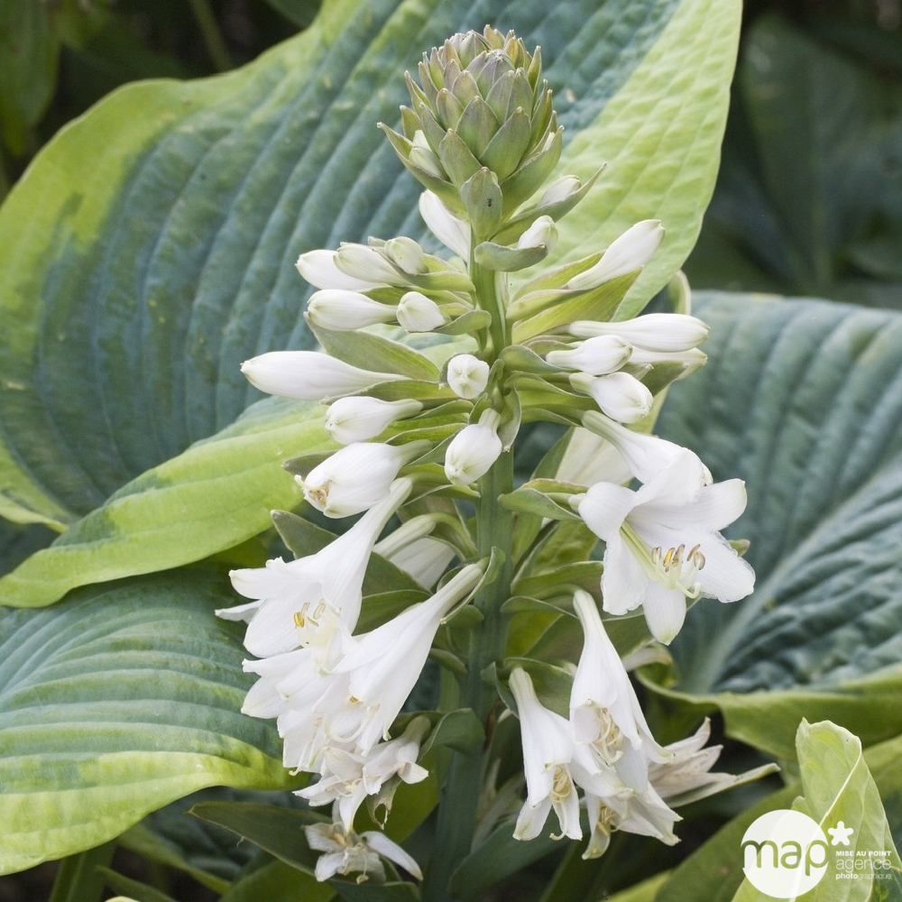 Hosta Frances Williams : godet rouge