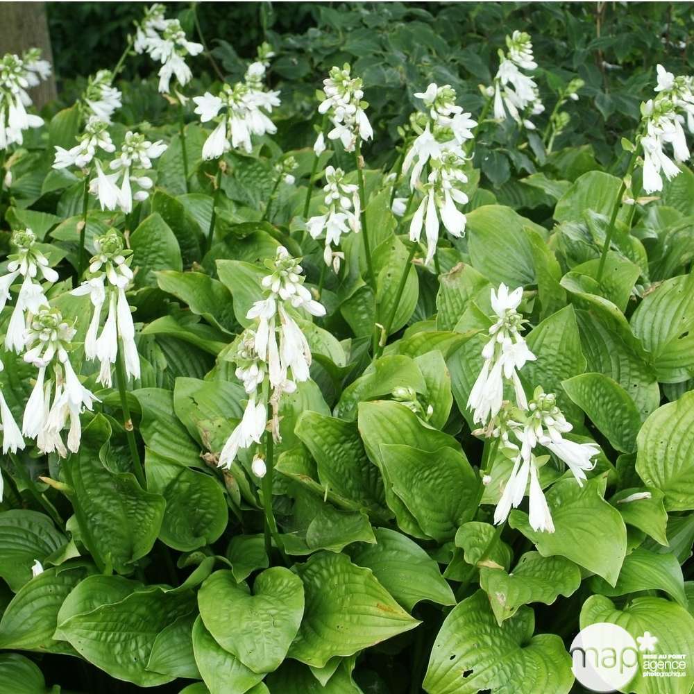 Hosta Royal Standard : godet rouge
