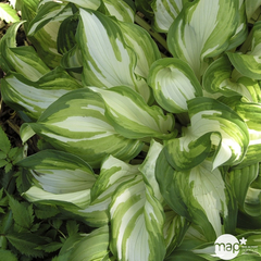 Hosta Undulata Variegata : godet rouge