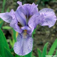 Iris nain Blue Denim : godet rouge