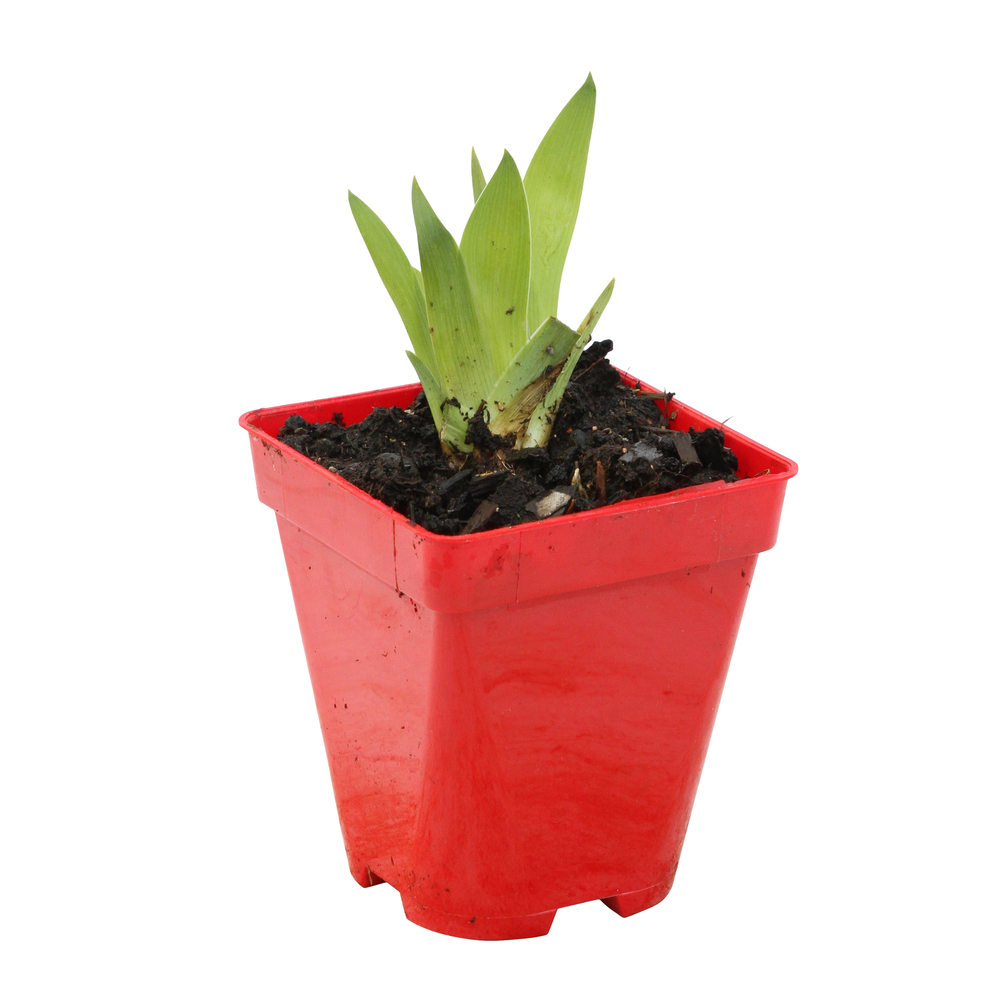 Iris nain blue denim: godet