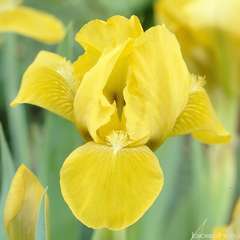 Iris nain Brassie : godet rouge