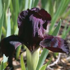 Iris nain Cherry Garden : godet rouge