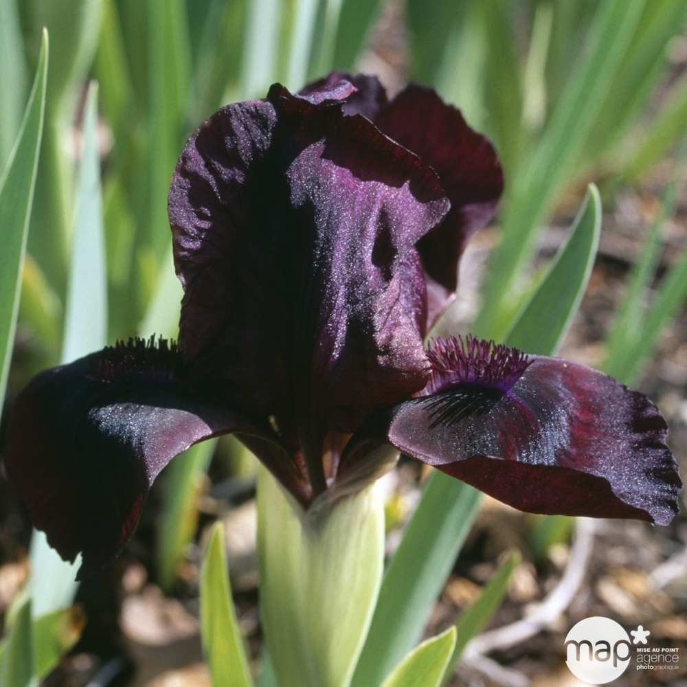 Iris nain Cherry Garden : godet rouge