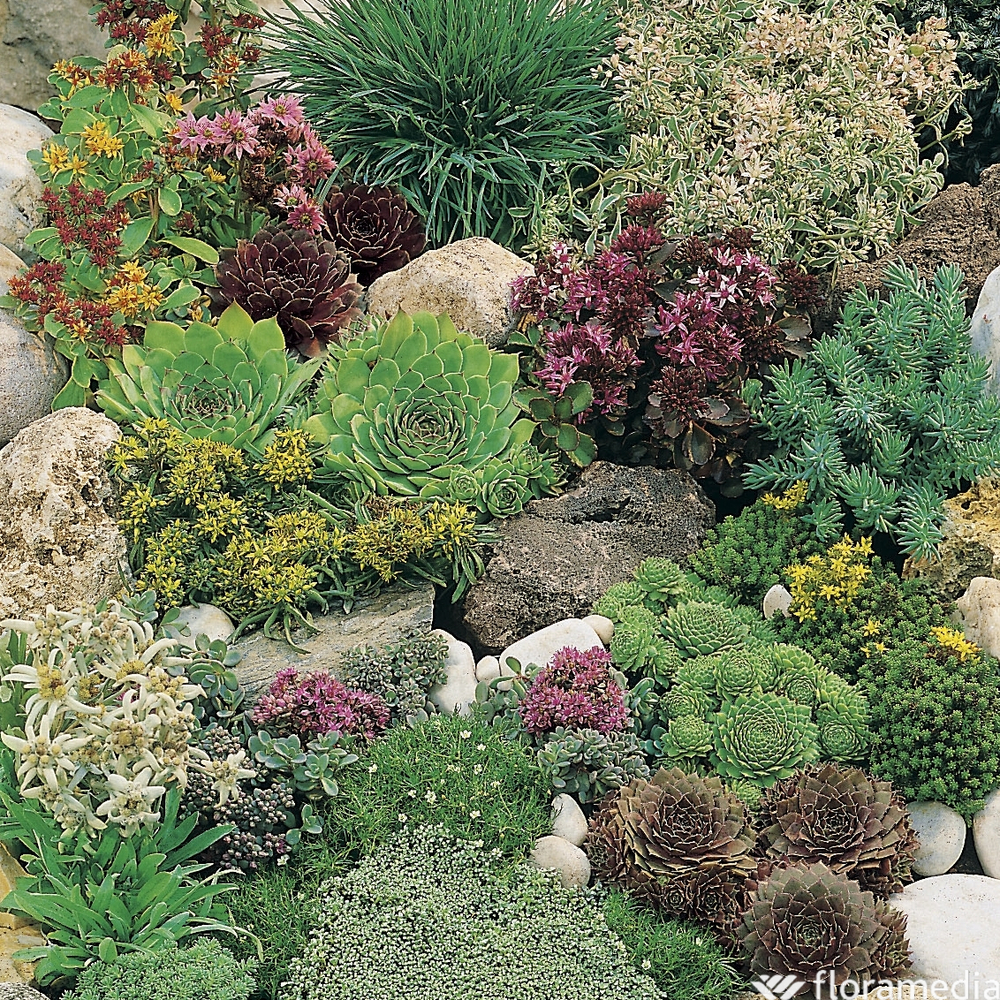 Joubarbe : godet Ø9cm