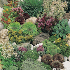 Joubarbe : godet Ø9cm