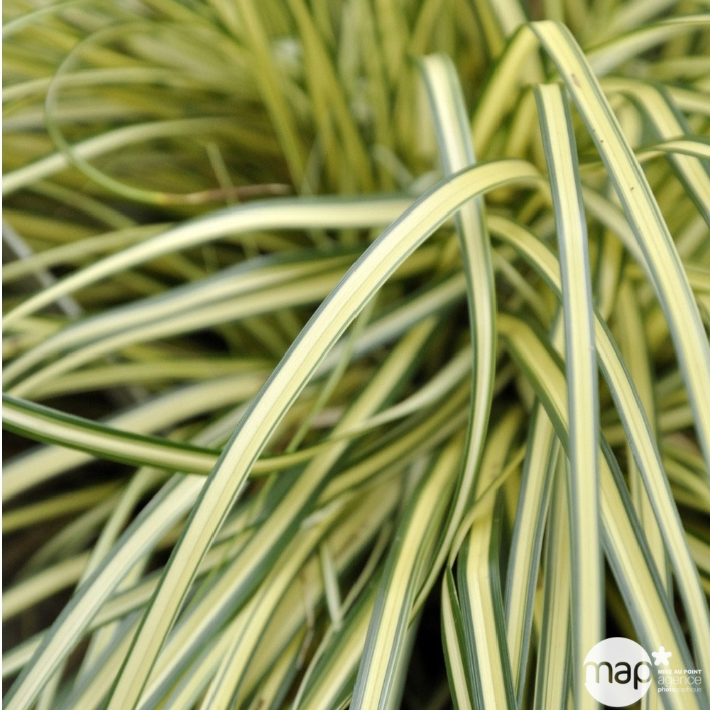 Carex Oshimensis Evergold : godet