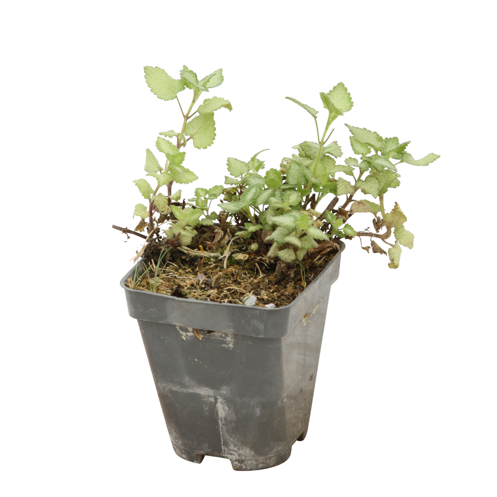 Lamier red Nancy: godet