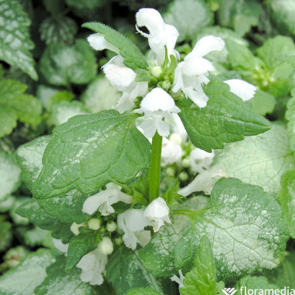 Lamier white Nancy: godet