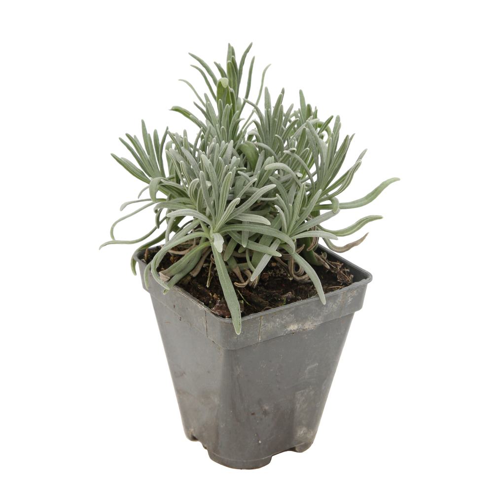 Lavande Hybride Dutch : godet