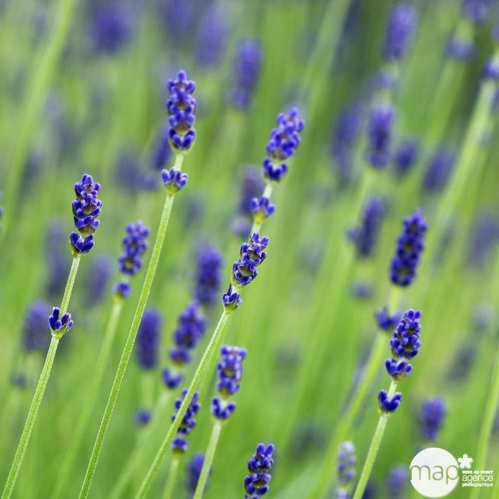 Lavande vraie Munstead : godet